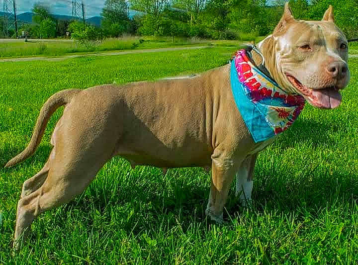 Sarabi joined the competition — help win amazing prizes! carnivore, collar, companion_dog, dog, dog_breed, dog_clothes, dog_collar, dog_supply, fashion_accessory, fawn, grass, grassland, leash, plant, sky, snout, sporting_group, tail, tree, working_animal