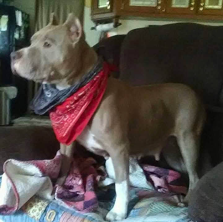 Sarabi joined the competition — help win amazing prizes! canidae, carnivore, collar, comfort, companion_dog, dog, dog_breed, dog_collar, dog_supply, fawn, guard_dog, jaw, liver, pet_supply, snout, sporting_group, tail, whiskers, working_animal, working_dog