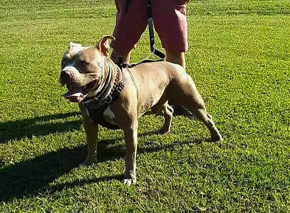 Zeke joined the competition — help win amazing prizes! bulldog, carnivore, collar, companion_dog, dog, dog_breed, dog_collar, fawn, grass, lawn, leash, molosser, plant, shorts, snout, sporting_group, tail, terrestrial_animal, working_animal, wrinkle