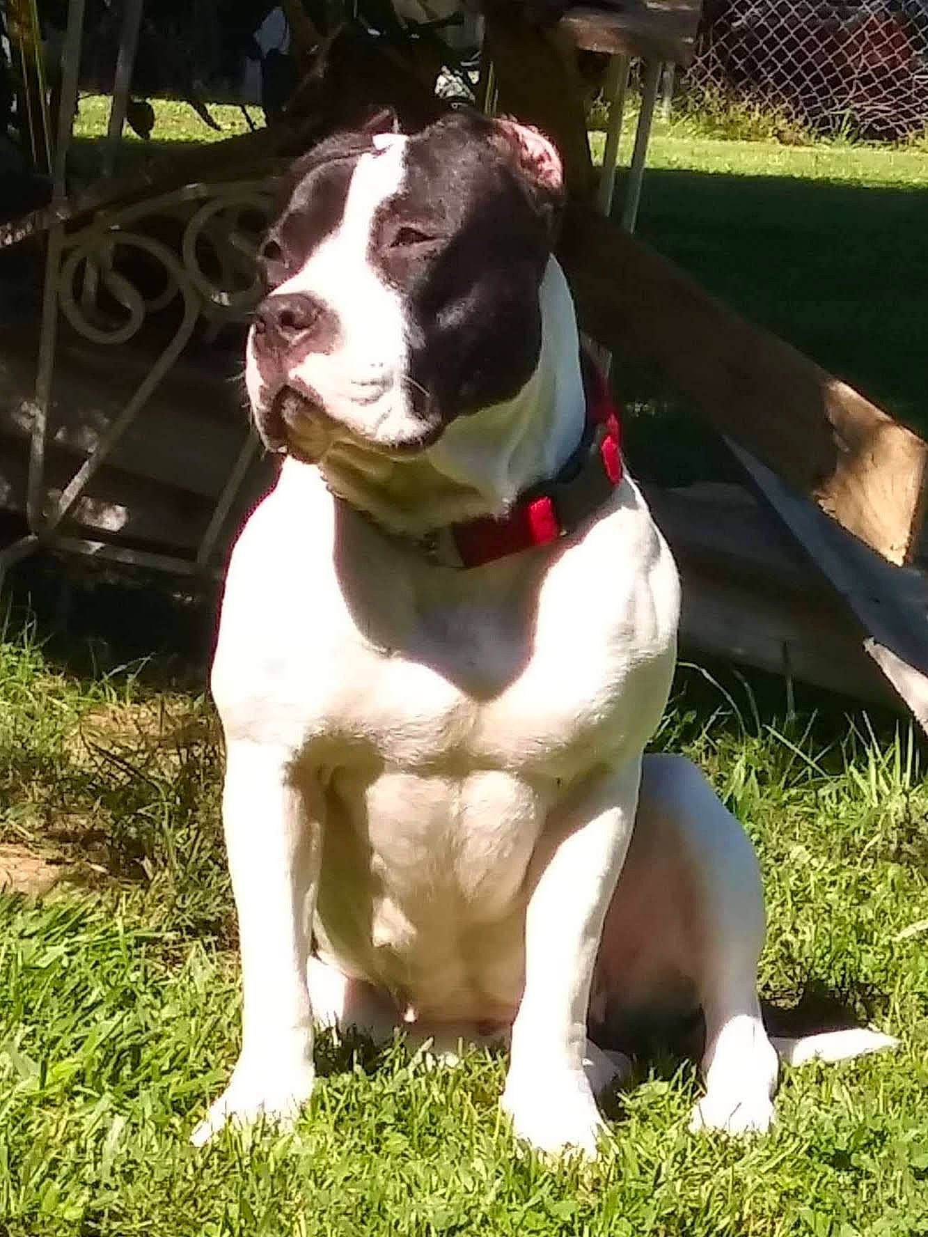 Moomoo joined the competition — help win amazing prizes! carnivore, collar, companion_dog, dog, dog_breed, dog_collar, fawn, fence, grass, liver, non_sporting_group, plant, snout, sporting_group, tail, whiskers, window, working_animal, working_dog