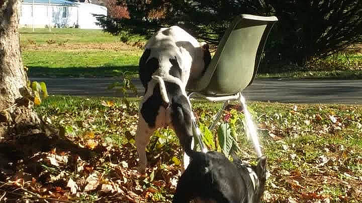 Moomoo is registered to the contest to win money with this photo: art, beak, companion_dog, dog, dog_breed, fawn, garden, grass, lawn, lawn_ornament, metal, plant, sculpture, soil, sporting_group, statue, tail, tree, window, working_animal