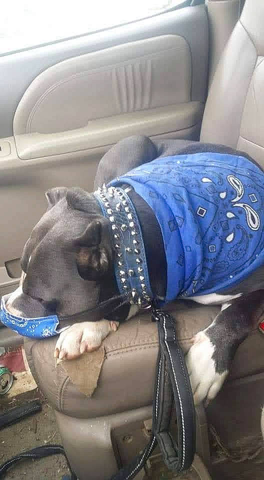 Django joined the competition — help win amazing prizes! car, car_seat, car_seat_cover, carnivore, collar, comfort, companion_dog, dog, dog_breed, dog_collar, dog_supply, fawn, head_restraint, pet_supply, snout, sporting_group, tints_and_shades, vehicle, vehicle_door, working_animal