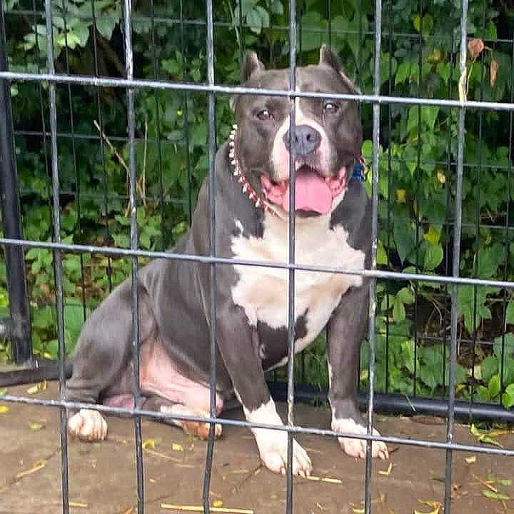 Django is registered to the contest to win money with this photo: animal_shelter, canidae, carnivore, collar, companion_dog, dog, dog_breed, dog_collar, dog_crate, dog_supply, fawn, fence, kennel, mesh, pet_supply, plant, snout, terrestrial_animal, wire_fencing, working_animal