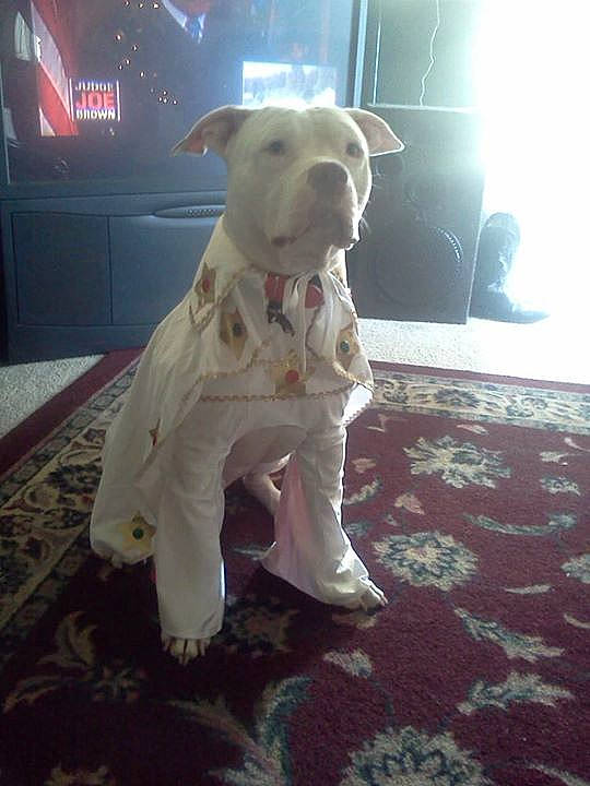 Tiny Wiggles joined the competition — help win amazing prizes! canidae, carnivore, companion_dog, dog, dog_breed, dog_supply, event, fawn, floor, flooring, fur, pet_supply, snout, sporting_group, stuffed_toy, tail, television, toy, wood, working_animal