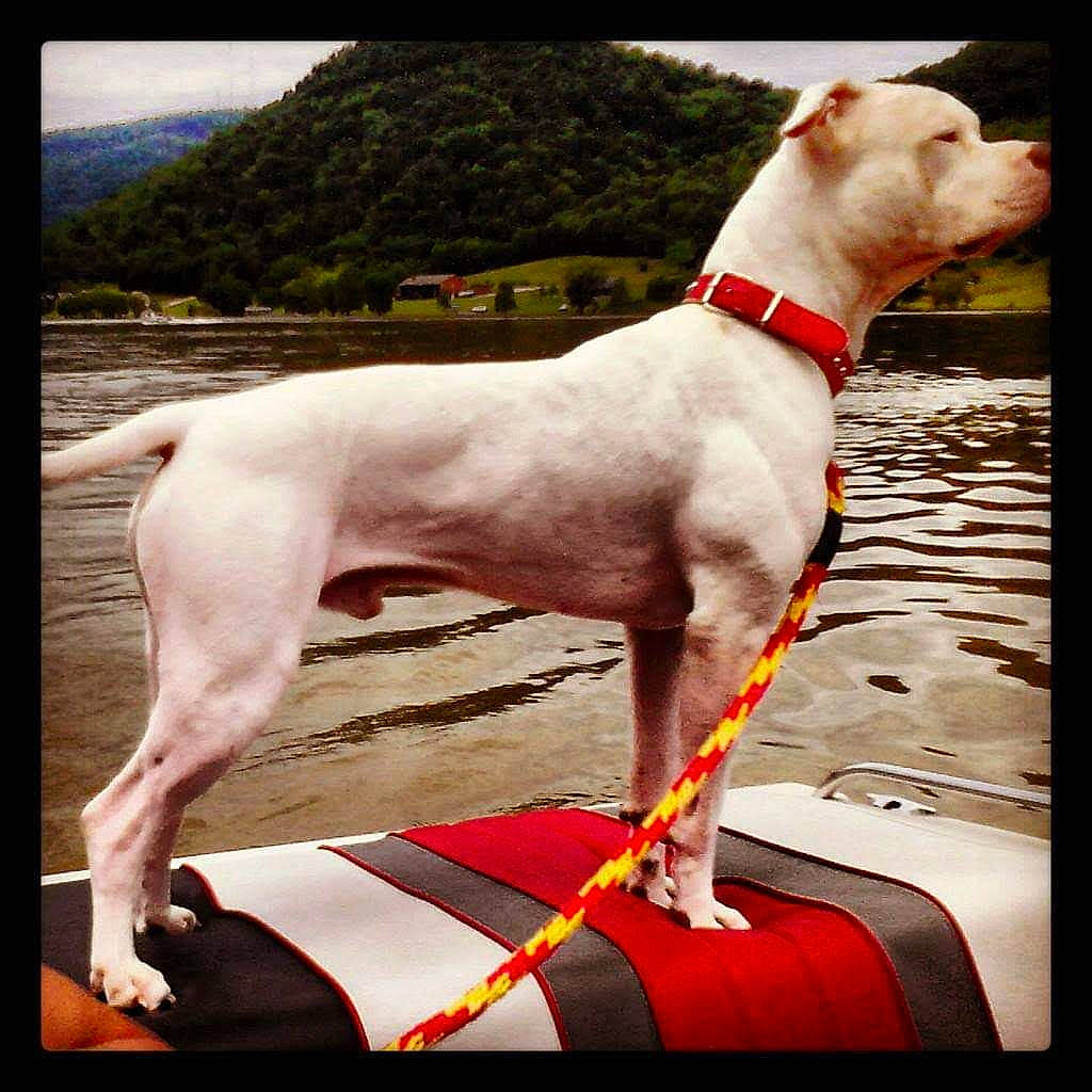 Tiny Wiggles joined the competition — help win amazing prizes! ancient_dog_breeds, canidae, carnivore, collar, companion_dog, dog, dog_breed, dog_collar, dog_supply, fawn, giant_dog_breed, non_sporting_group, pet_supply, sky, sporting_group, tail, tree, water, working_animal, working_dog