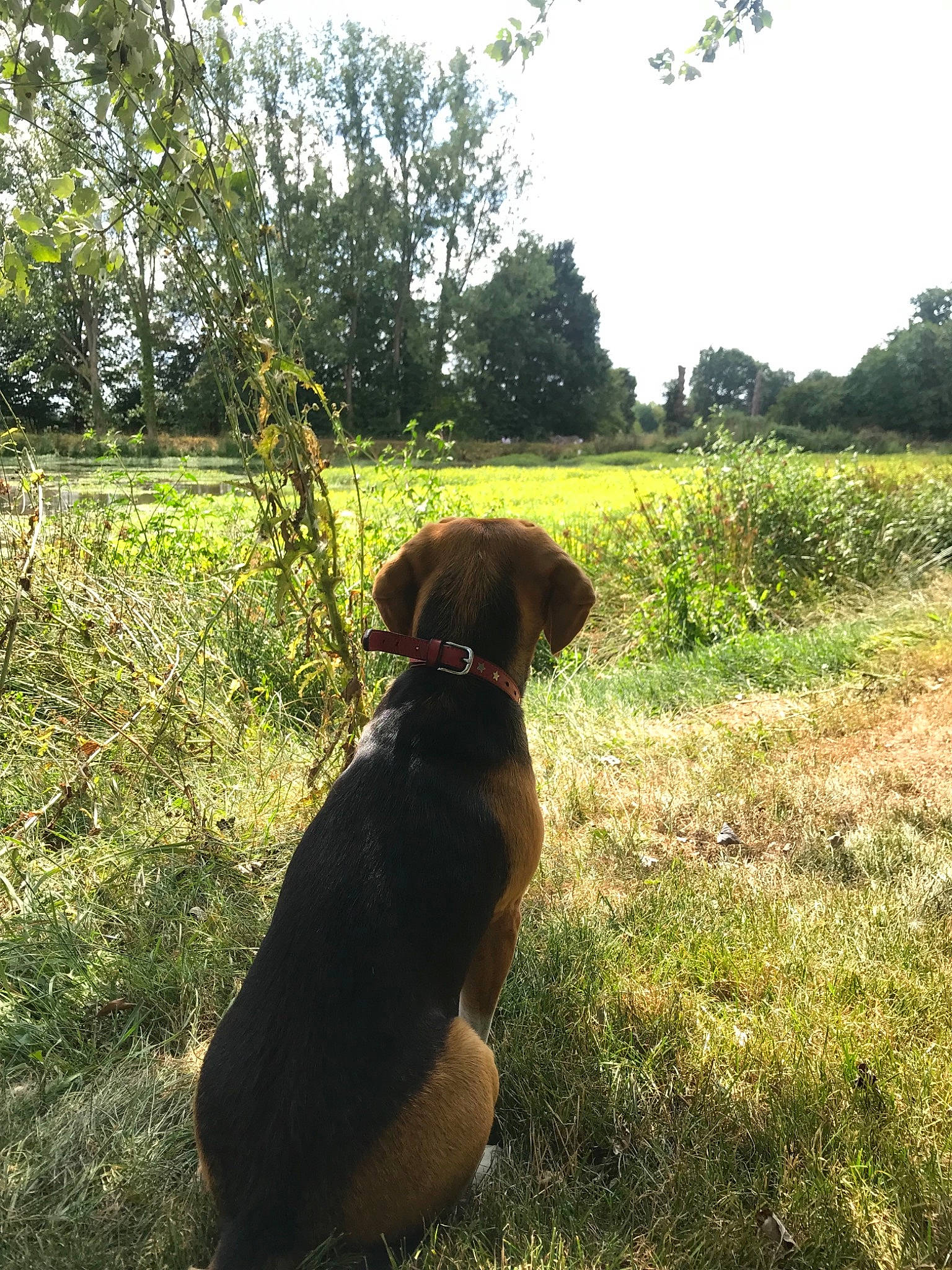 Memphis a rejoint le concours — aidez-le/la à gagner de superbes lots ! canidae, carnivore, dog, dog_breed, forest, grass, hunting_dog, labrador_retriever, sky, sporting_group, tree