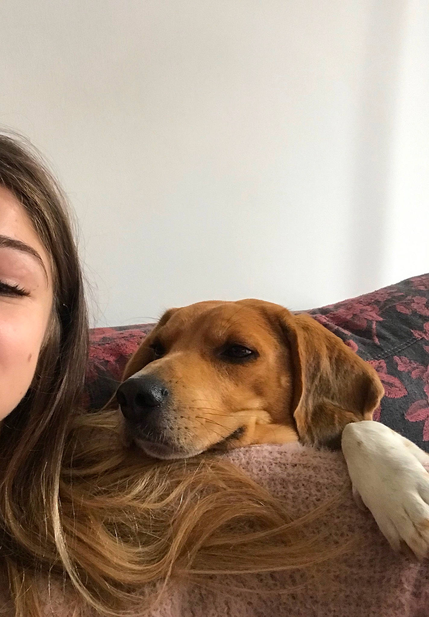 Memphis a rejoint le concours — aidez-le/la à gagner de superbes lots ! broholmer, canidae, carnivore, companion_dog, dog, dog_breed, fawn, fur, golden_retriever, mammal, nose, puppy, puppy_love, retriever, snout, sporting_group, vertebrate