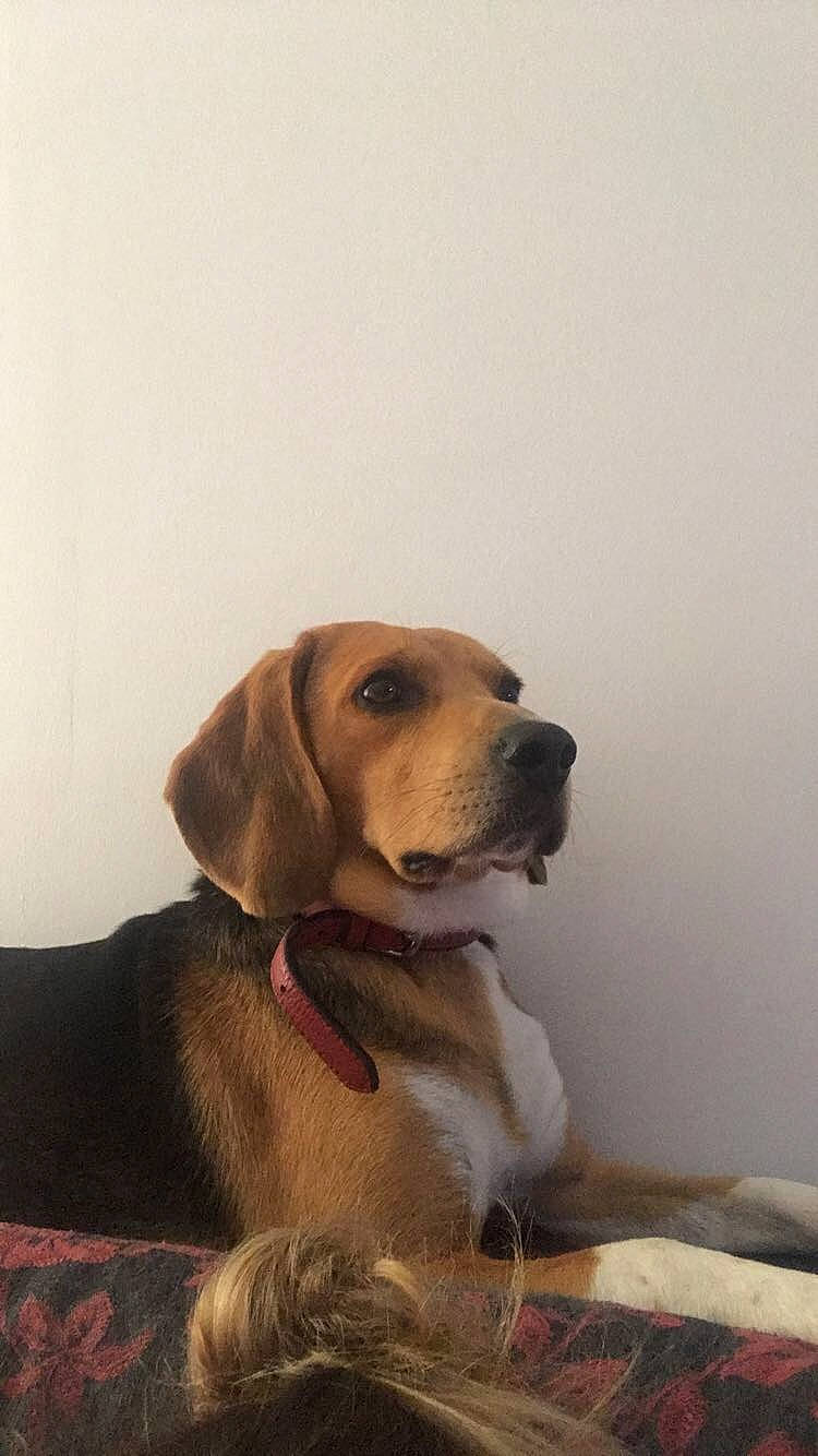 Memphis participe au concours pour gagner de l'argent avec cette photo : beagador, broholmer, canidae, carnivore, companion_dog, coonhound, dog, dog_breed, fawn, fila_brasileiro, harrier, hound, mammal, polish_hound, portuguese_pointer, rare_breed_dog, snout, sporting_group, tyrolean_hound, vertebrate