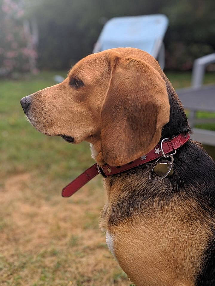 Memphis participe au concours pour gagner de l'argent avec cette photo : broholmer, canidae, carnivore, collar, companion_dog, dog, dog_breed, dog_collar, estonian_hound, fawn, hound, hunting_dog, leash, mammal, polish_hound, rare_breed_dog, snout, sporting_group, tyrolean_hound, vertebrate