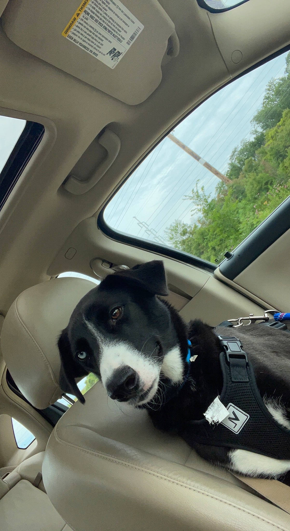 Pete joined the competition — help win amazing prizes! automotive_design, automotive_exterior, automotive_mirror, car, car_seat, car_seat_cover, carnivore, companion_dog, dog, head_restraint, hood, motor_vehicle, plant, steering_part, steering_wheel, tints_and_shades, tree, vehicle, vehicle_door, window