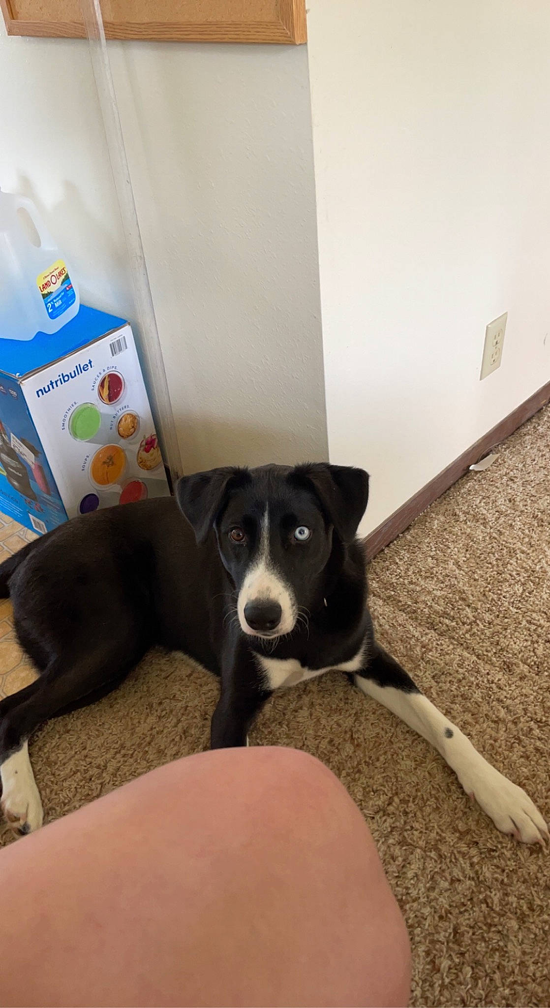 Pete joined the competition — help win amazing prizes! canidae, carnivore, comfort, companion_dog, dog, dog_breed, floor, flooring, hardwood, non_sporting_group, pet_supply, tail, terrestrial_animal, working_animal