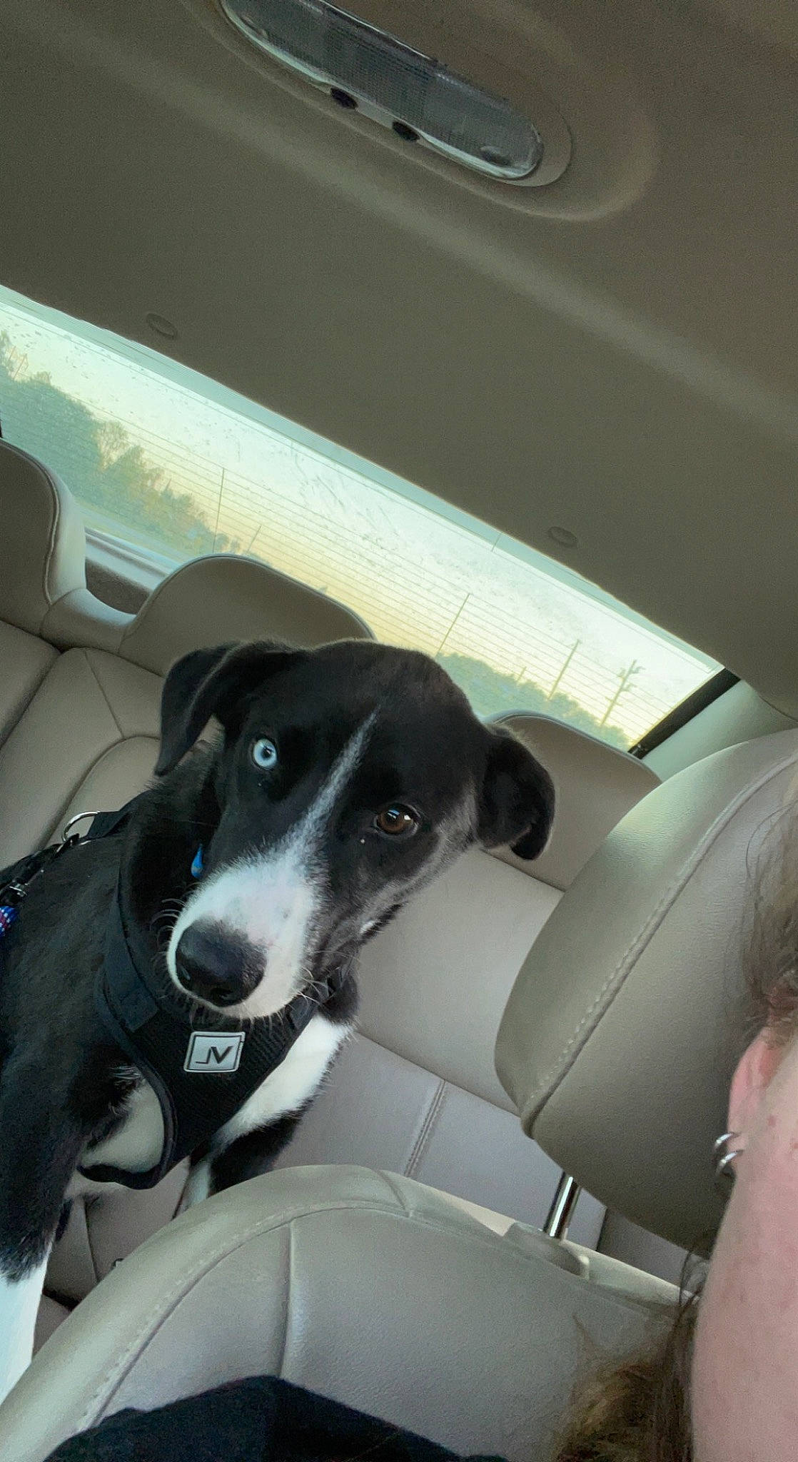 Pete joined the competition — help win amazing prizes! auto_part, automotive_design, automotive_exterior, automotive_window_part, car, car_seat, car_seat_cover, carnivore, companion_dog, dog, dog_breed, fixture, glass, head_restraint, motor_vehicle, snout, sporting_group, vehicle, vehicle_door, windshield