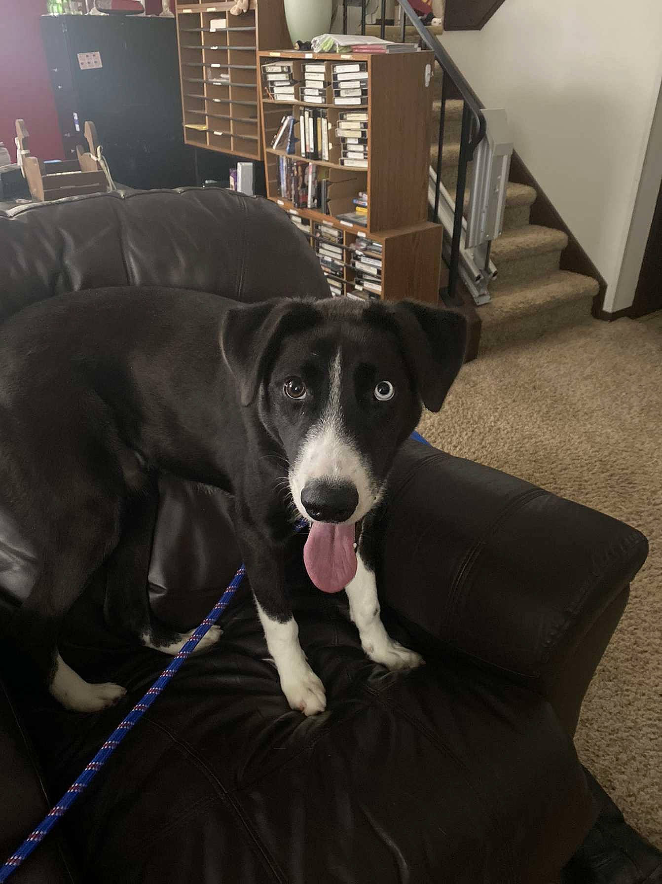 Pete joined the competition — help win amazing prizes! borador, canidae, carnivore, chair, collar, companion_dog, dog, dog_breed, dog_supply, flooring, fur, guard_dog, gun_dog, hardwood, puppy, snout, sporting_group, whiskers, working_animal, working_dog