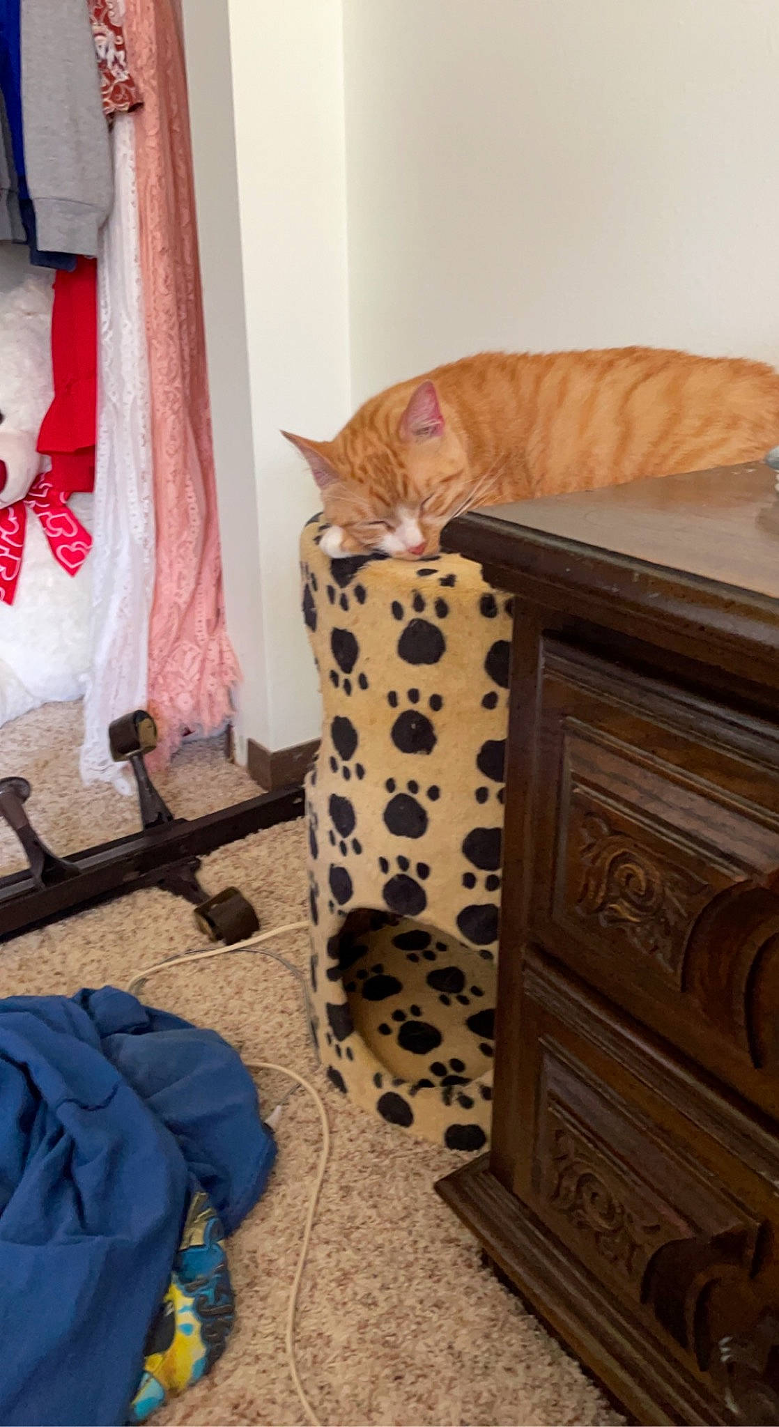 Bertha is registered to the contest to win money with this photo: carnivore, cat, comfort, curtain, drawer, felidae, floor, flooring, furniture, hardwood, human_leg, interior_design, linens, pattern, small_to_medium_sized_cats, textile, varnish, whiskers, wood, wood_stain