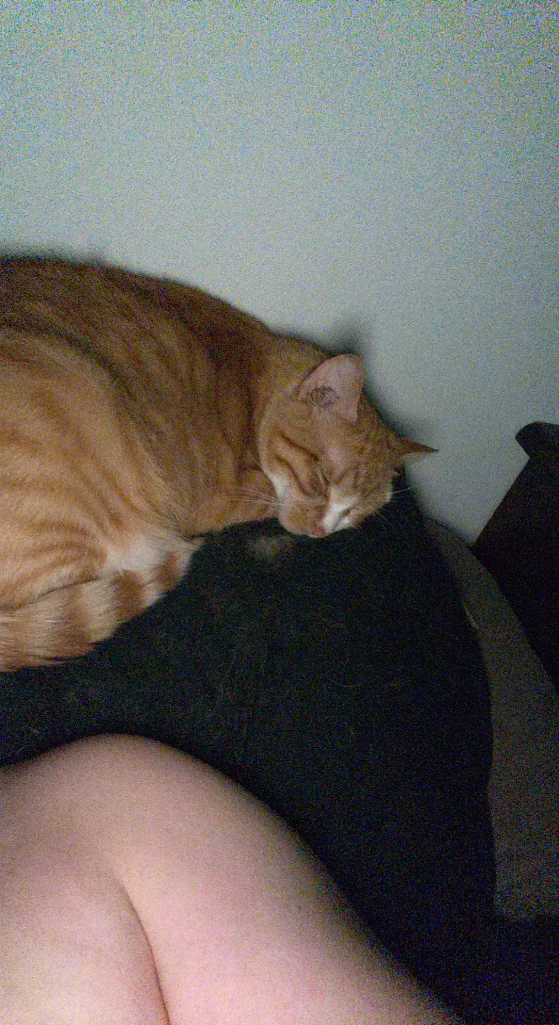 Bertha is registered to the contest to win money with this photo: carnivore, cat, claw, comfort, domestic_short_haired_cat, eye, fawn, felidae, fur, hardwood, human_leg, mammal, nap, paw, small_to_medium_sized_cats, snout, tail, terrestrial_animal, whiskers, wood