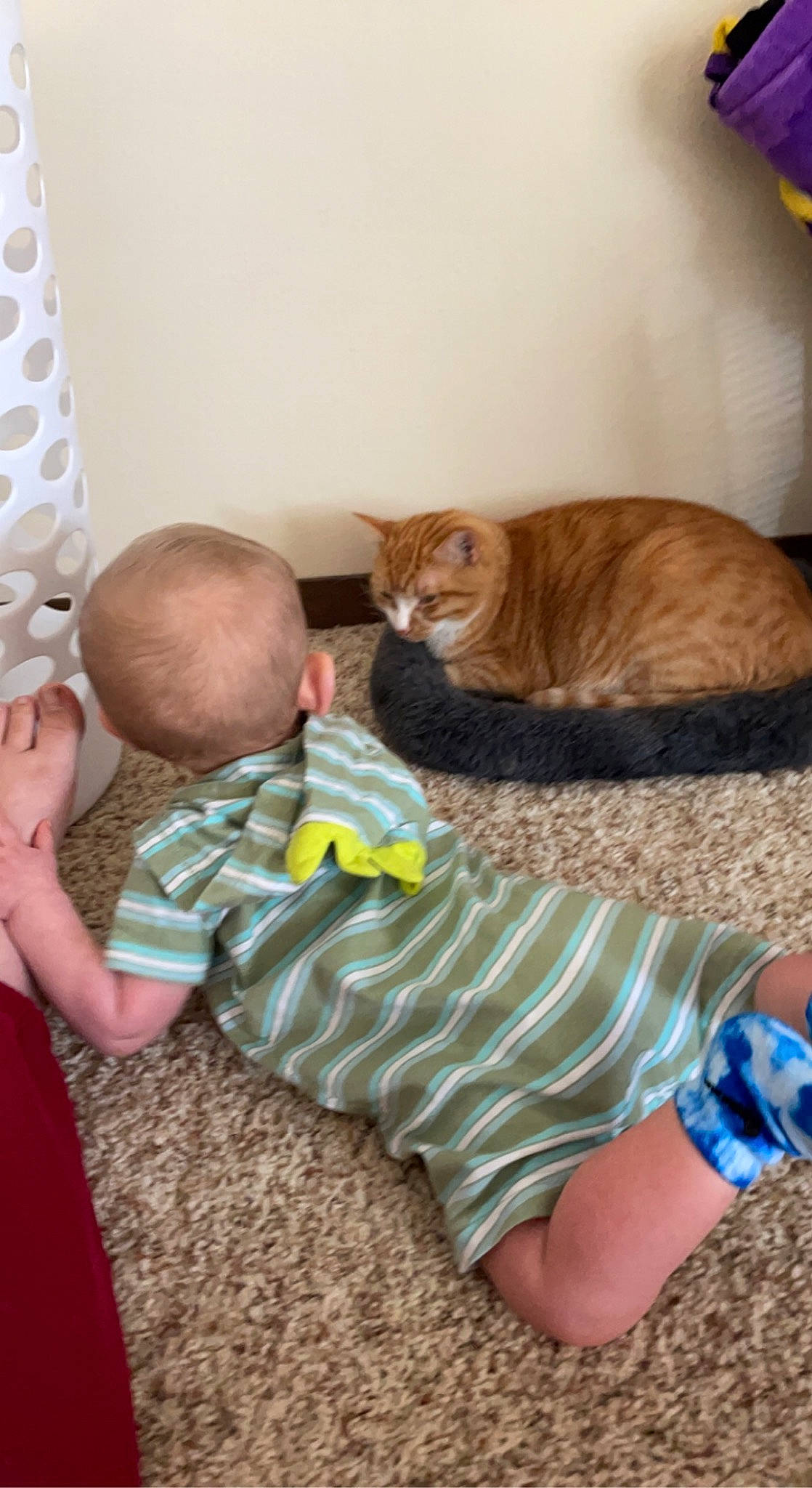 Bertha joined the competition — help win amazing prizes! baby, baby_toddler_clothing, carnivore, cat, child, comfort, domestic_short_haired_cat, fawn, felidae, foot, fur, lap, sitting, small_to_medium_sized_cats, t_shirt, tail, toddler, watch, whiskers, wood