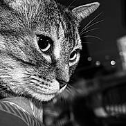 Polka a rejoint le concours — aidez-le/la à gagner de superbes lots ! animal, black_and_white, cat, close_up, cute, detail, domestic_cat, eyes, face, feline, focus, fur, indoor, muzzle, pet, portrait, profile, soft_background, texture, whiskers