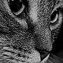 Polka a rejoint le concours — aidez-le/la à gagner de superbes lots ! animal, black_and_white, cat, close_up, detail, domestic_cat, eye, face, focus, fur, intense_gaze, mammal, monochrome, nature, nose, pet, portrait, texture, whisker, whiskers