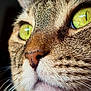 Polka participe au concours pour gagner de l'argent avec cette photo : animal, animal_portrait, cat, close_up, curious, eye_detail, face, feline, fur, green_eyes, indoor, macro, mammal, natural_light, nose, pet, portrait, soft_texture, tabby, whiskers