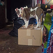 Harley Quinn joined the competition — help win amazing prizes! animal, bag, box, brown_and_white, cardboard_box, clutter, container, curious, dog, ears, floor, indoor, looking_at_camera, messy_room, pet, pet_food, plastic_bag, puppy, standing, young_dog