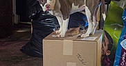 Harley Quinn joined the competition — help win amazing prizes! animal, bag, box, brown_and_white, cardboard_box, clutter, container, curious, dog, ears, floor, indoor, looking_at_camera, messy_room, pet, pet_food, plastic_bag, puppy, standing, young_dog