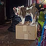 animal, bag, box, brown_and_white, cardboard_box, clutter, container, curious, dog, ears, floor, indoor, looking_at_camera, messy_room, pet, pet_food, plastic_bag, puppy, standing, young_dog