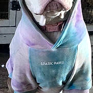 Harley Quinn joined the competition — help win amazing prizes! dog, hoodie, tie_dye, clothing, pet, animal, sitting, indoor, brown_and_white, floor, casual, looking_at_camera, cute, portrait, expression, paw, ears, snout, collar, fashion