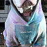 dog, hoodie, tie_dye, clothing, pet, animal, sitting, indoor, brown_and_white, floor, casual, looking_at_camera, cute, portrait, expression, paw, ears, snout, collar, fashion