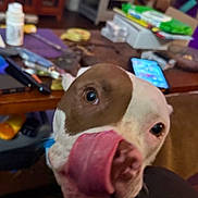 Harley Quinn joined the competition — help win amazing prizes! animal, brown, canine, closeup, clutter, dog, domestic, expression, face, furniture, home, indoor, living_room, pet, phone, playful, table, tongue, tongue_out, white