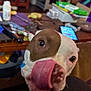 animal, brown, canine, closeup, clutter, dog, domestic, expression, face, furniture, home, indoor, living_room, pet, phone, playful, table, tongue, tongue_out, white