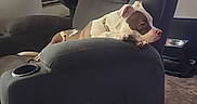 Harley Quinn is registered to the contest to win money with this photo: bottle, casual, chair, container, dog, domestic, fan, floor, furniture, indoor, liquid, pet, recliner, relaxed, resting, staircase, tin_can, usb_cable, window, wooden_table