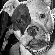 Harley Quinn is registered to the contest to win money with this photo: alert, animal, black_and_white, canine, close_up, collar, companion, dog, domestic_animal, ears, expression, face, fur, indoor, looking, muzzle, nose, pet, portrait, whiskers