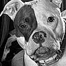 Harley Quinn is registered to the contest to win money with this photo: alert, animal, black_and_white, canine, close_up, collar, companion, dog, domestic_animal, ears, expression, face, fur, indoor, looking, muzzle, nose, pet, portrait, whiskers