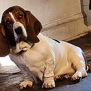 Gunny Hepburn is registered to the contest to win money with this photo: basset_hound, dog, pet, indoor, floor, ears, white, brown, canine, animal, mammal, sitting, portrait, looking, long_ears, cute, domestic, companion, expression, wall