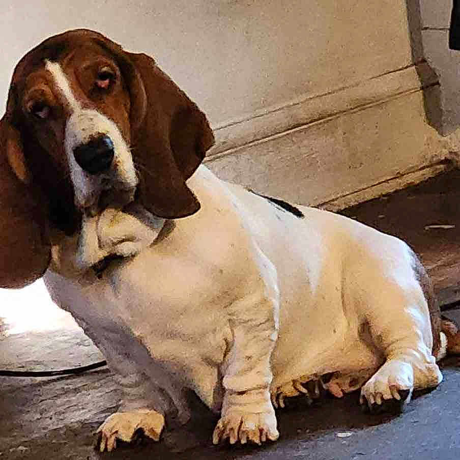 Gunny Hepburn is registered to the contest to win money with this photo: basset_hound, dog, pet, indoor, floor, ears, white, brown, canine, animal, mammal, sitting, portrait, looking, long_ears, cute, domestic, companion, expression, wall