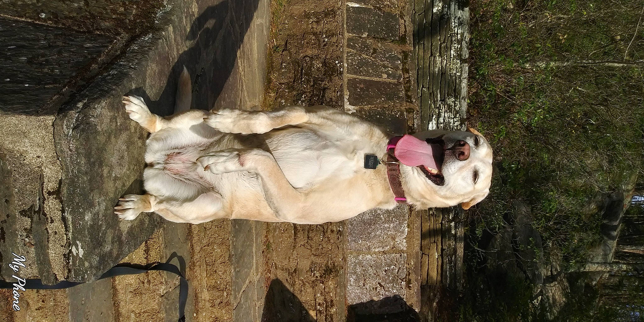 Dayzee joined the competition — help win amazing prizes! bovine, fawn, fur, livestock, mammal, pack_animal, plant, sporting_group, tree, vertebrate, wood, working_animal