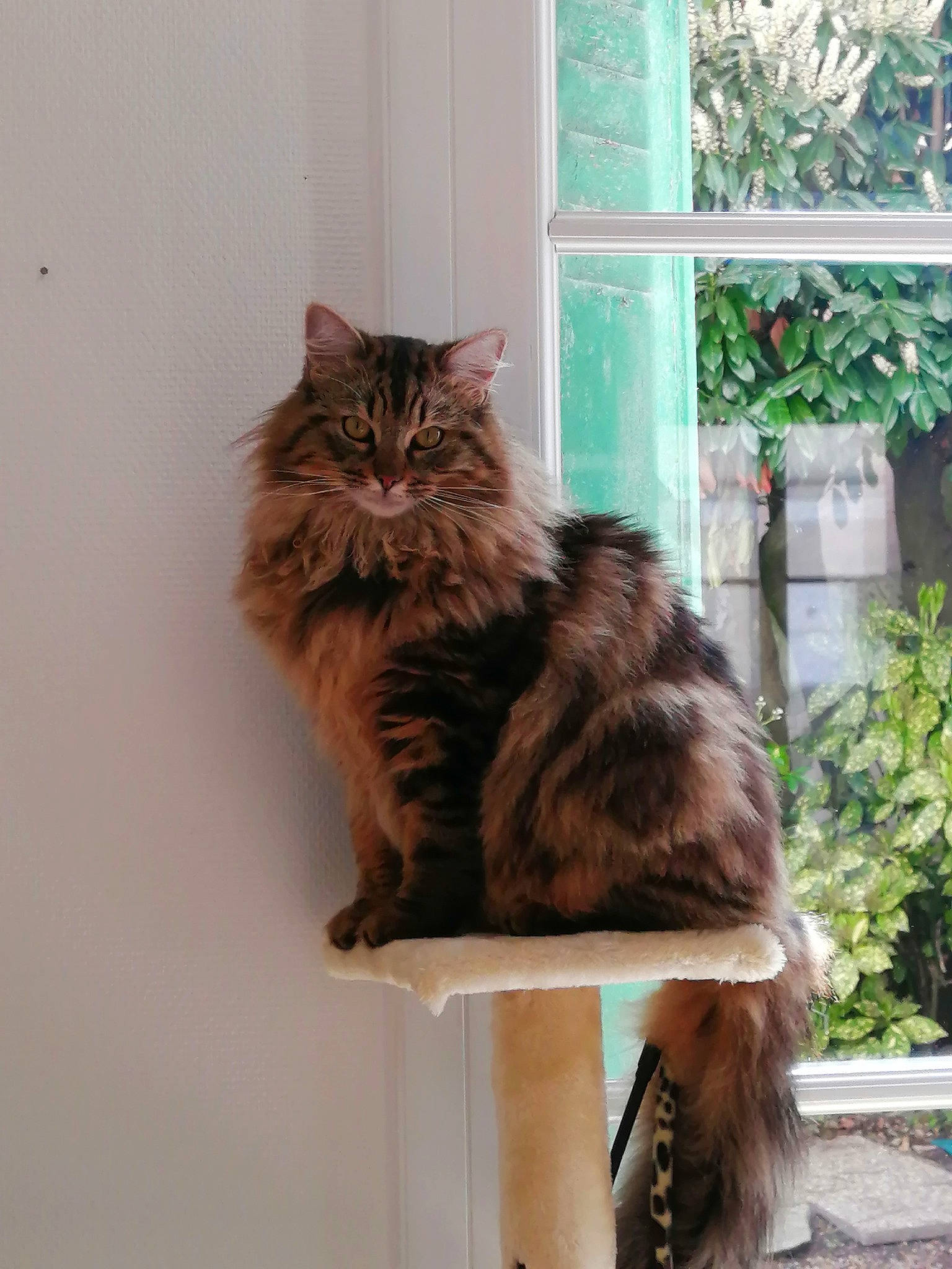 Basile participe au concours pour gagner de l'argent avec cette photo : box, british_longhair, carnivore, cat, domestic_short_haired_cat, fawn, felidae, fur, maine_coon, plant, small_to_medium_sized_cats, snout, tail, terrestrial_animal, whiskers, window, wood