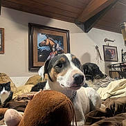 Zeke is registered to the contest to win money with this photo: dog, cat, bed, blanket, plush_toy, painting, person, indoor, furniture, wall_art, cage, wood_ceiling, collar, pet, resting, animal, cozy, room, decor, portrait