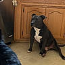 animal, appliance, attentive, black_dog, black_fur, canine, dishwasher, dog, domestic, floor, fur, household, indoor, kitchen, magnet, pet, sitting, tile_floor, white_chest, wooden_cabinets