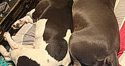 Gemma joined the competition — help win amazing prizes! bed, black_and_white_dog, blanket, brown_dog, casual, cozy, dog, fabric, fur, gloves, indoor, leather_jacket, pattern, pet, relaxation, resting, sleeping, snuggling, tail, tarot