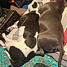 bed, black_and_white_dog, blanket, brown_dog, casual, cozy, dog, fabric, fur, gloves, indoor, leather_jacket, pattern, pet, relaxation, resting, sleeping, snuggling, tail, tarot