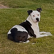 Gemma joined the competition — help win amazing prizes! animal, backyard, black_and_white, brick_wall, canine, companion, daytime, dog, ears, face, fur, grass, greenery, lawn, nature, outdoor, pet, relaxed, resting, sitting
