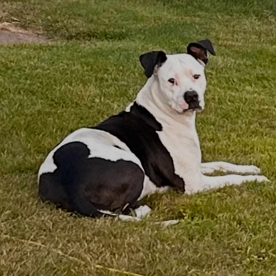 Gemma