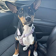 Bella joined the competition — help win amazing prizes! dog, puppy, car, car_interior, pet, black_and_tan, harness, seat, leash, ears, cute, animal, companion, alert, young, domestic_animal, sitting, looking_at_camera, indoor, transport