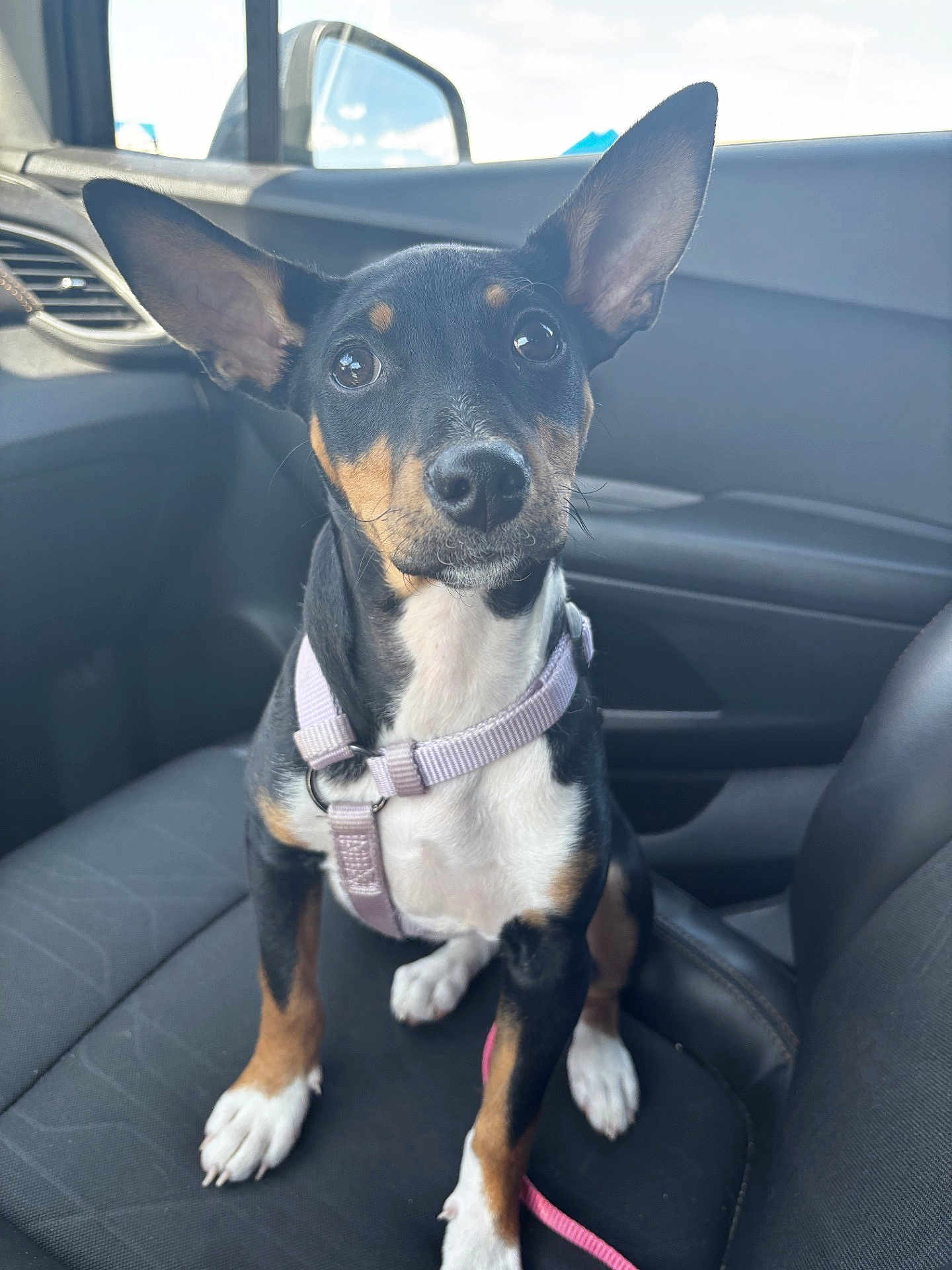 Bella joined the competition — help win amazing prizes! dog, puppy, car, car_interior, pet, black_and_tan, harness, seat, leash, ears, cute, animal, companion, alert, young, domestic_animal, sitting, looking_at_camera, indoor, transport