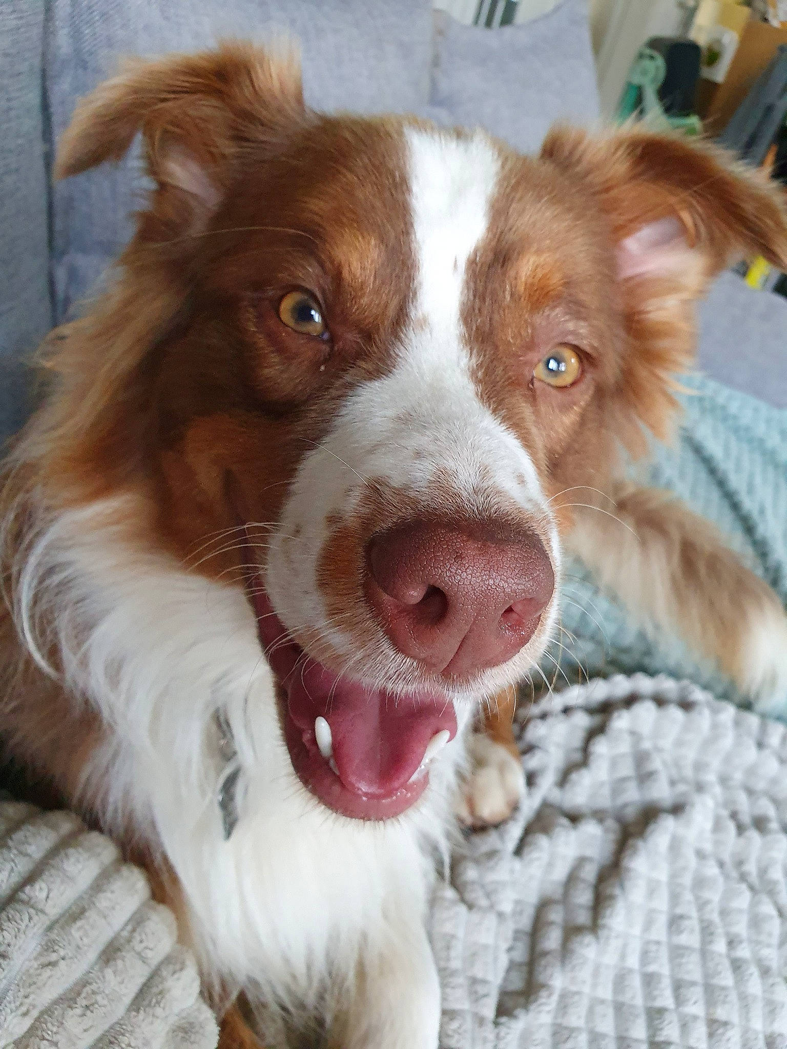 Buster participe au concours pour gagner de l'argent avec cette photo : australian_collie, australian_shepherd, border_collie, canidae, carnivore, companion_dog, dog, dog_breed, ear, fawn, liver, mammal, nose, organ, rare_breed_dog, snout, sporting_group, vertebrate, welsh_sheepdog, working_dog