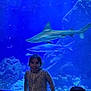 child, girl, aquarium, shark, fish, underwater, tank, blue, smile, railing, rocks, marine_life, water, leisure, indoor, casual_clothing, animal, young_person, tourist, exhibit