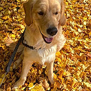 Milo participe au concours pour gagner de l'argent avec cette photo : dog, golden_retriever, autumn, fall_leaves, yellow_leaves, outdoor, pet, canine, leaf_litter, sunlight, happy, tongue_out, leash, sitting, nature, seasonal, playful, fur, close_up, daylight