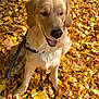 dog, golden_retriever, autumn, fall_leaves, yellow_leaves, outdoor, pet, canine, leaf_litter, sunlight, happy, tongue_out, leash, sitting, nature, seasonal, playful, fur, close_up, daylight