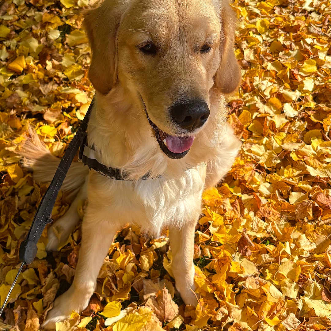 Milo participe au concours pour gagner de l'argent avec cette photo : autumn, canine, close_up, daylight, dog, fall_leaves, fur, golden_retriever, happy, leaf_litter, leash, nature, outdoor, pet, playful, seasonal, sitting, sunlight, tongue_out, yellow_leaves